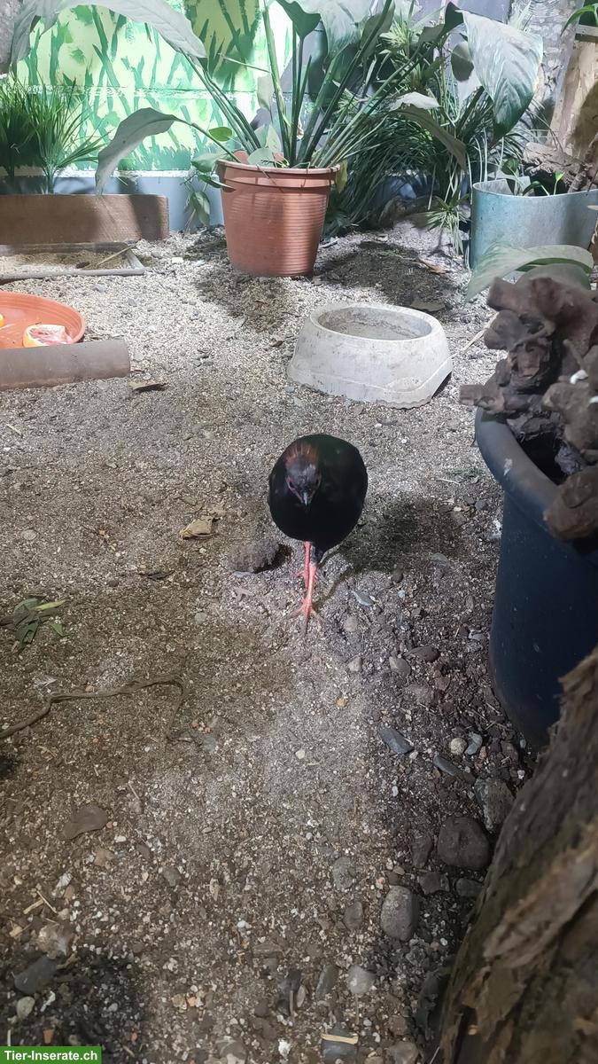 Bild 4: Junges Strausswachtel Männchen