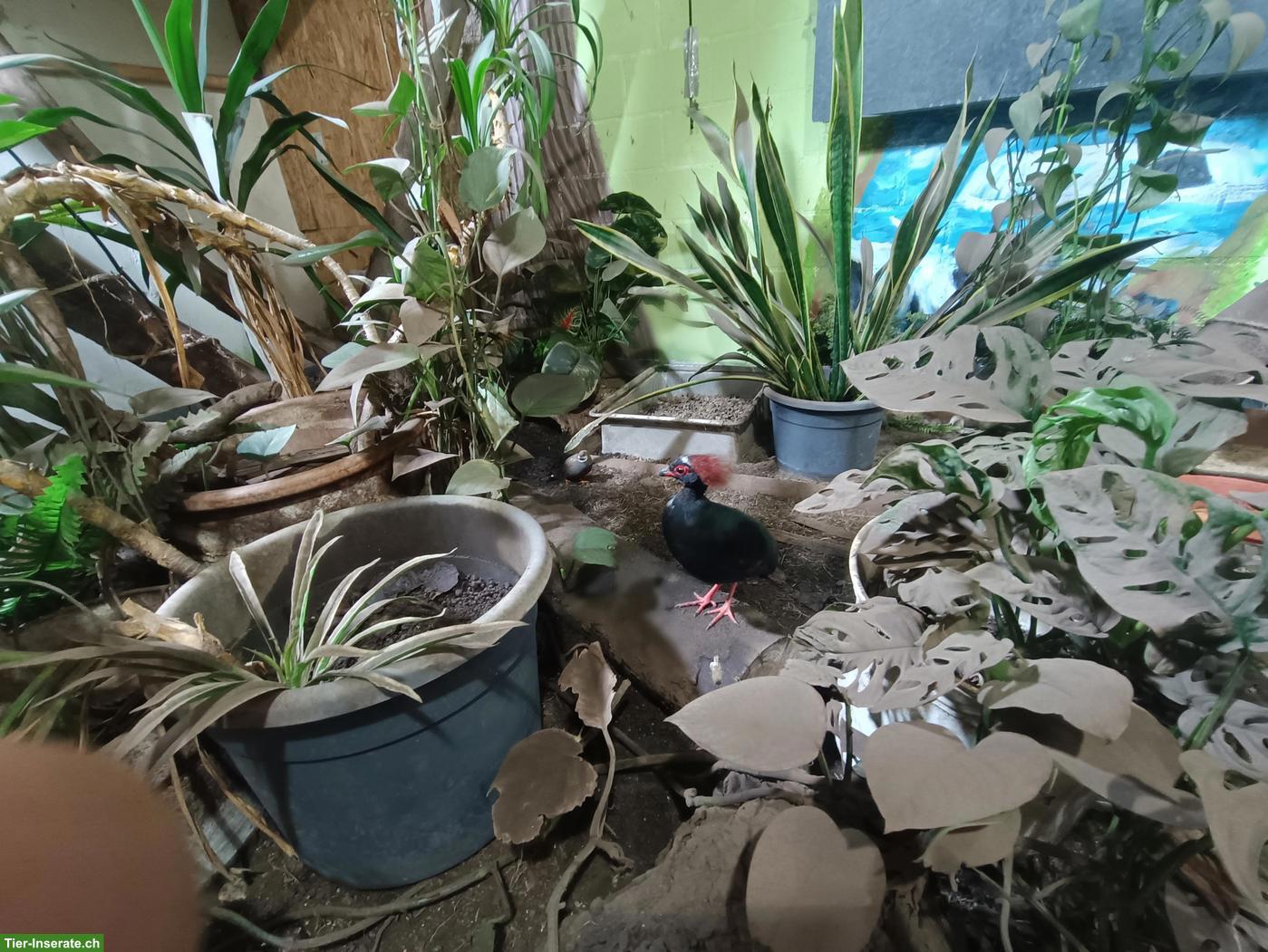 Bild 5: Junges Strausswachtel Männchen