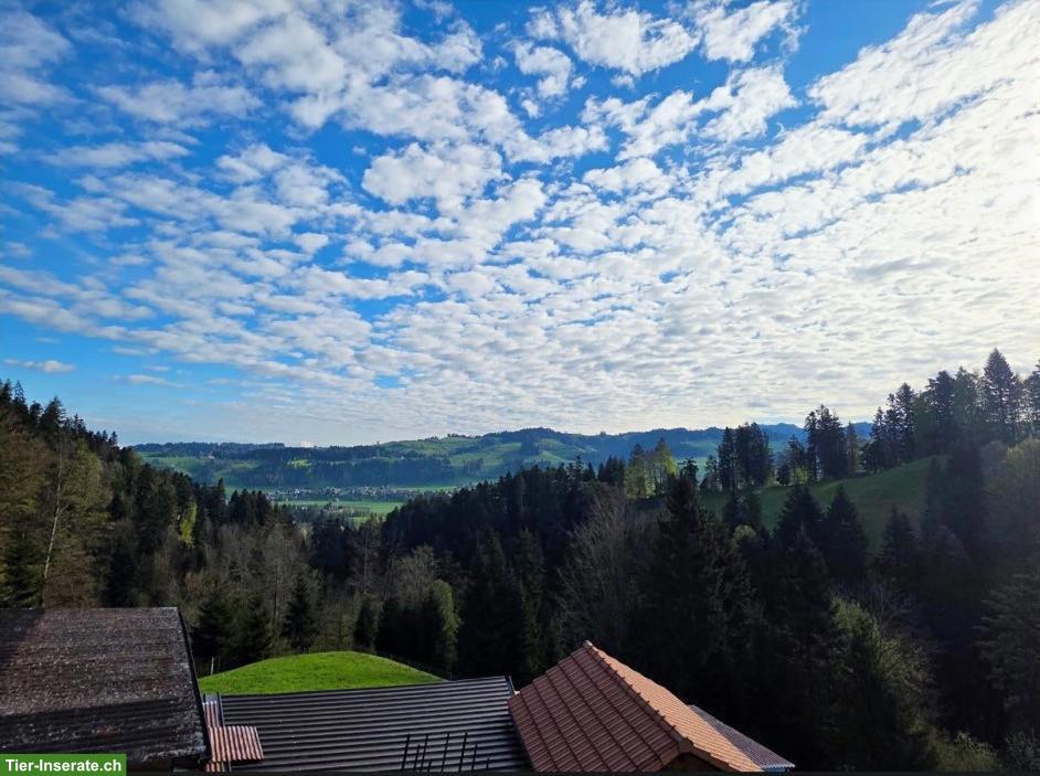Bild 2: 4.5-Zimmer-Haushälfte mit Gartenparadies in Rüderswil