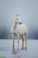Pferdefotografie in der Schweiz - emotional & ausdrucksstark!