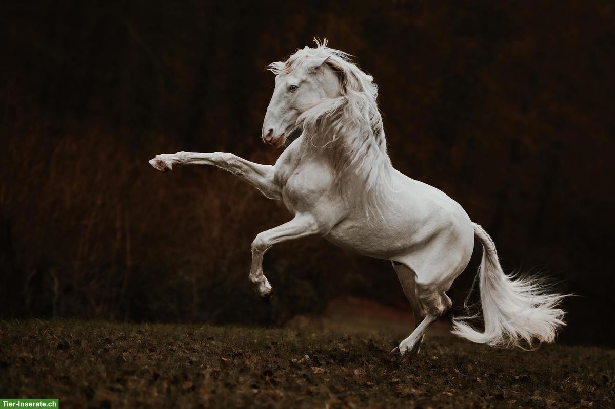 Bild 2: Pferdefotografie in der Schweiz - emotional & ausdrucksstark!