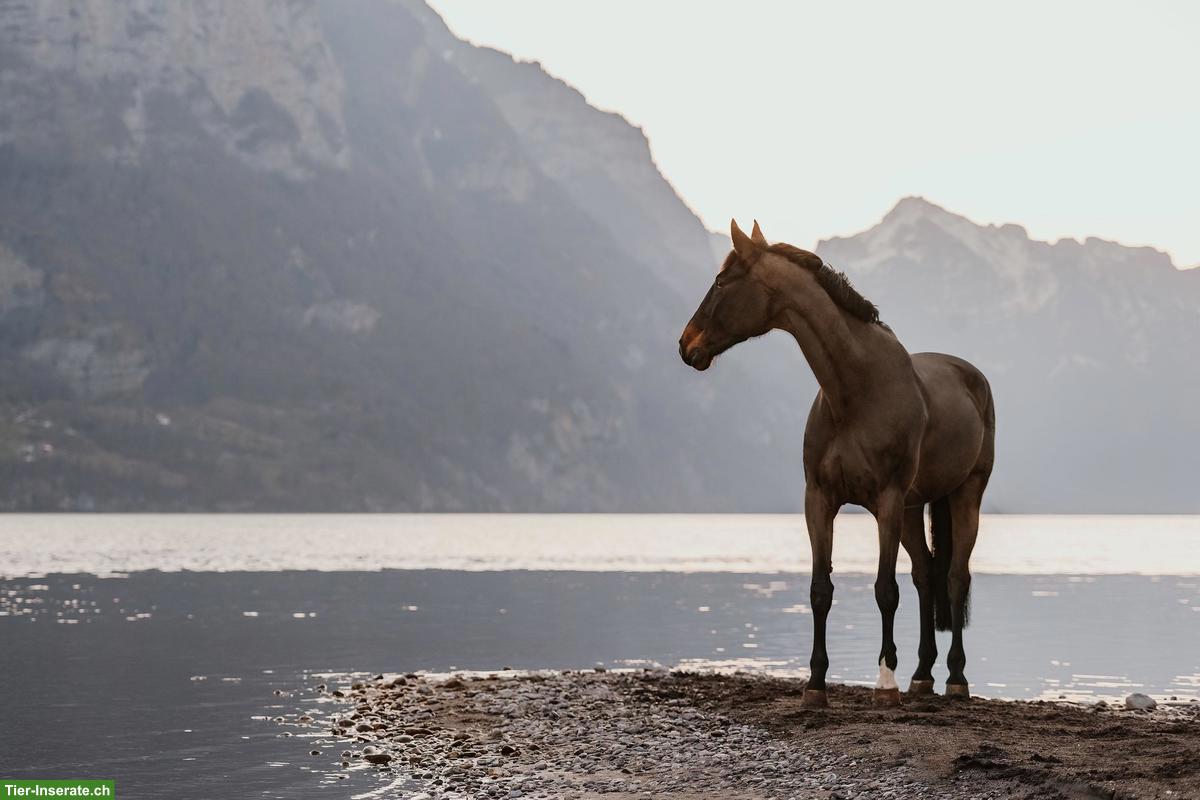 Bild 3: Pferdefotografie in der Schweiz - emotional & ausdrucksstark!