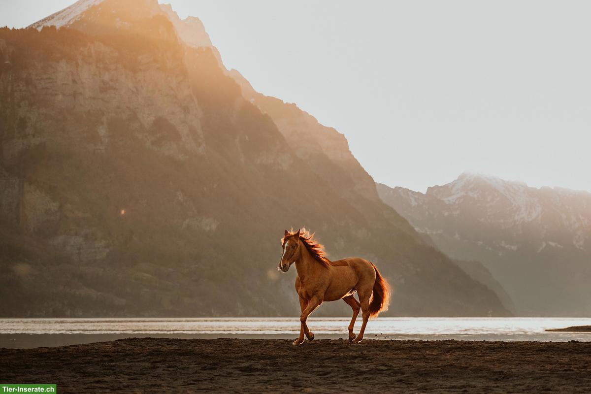 Bild 4: Pferdefotografie in der Schweiz - emotional & ausdrucksstark!