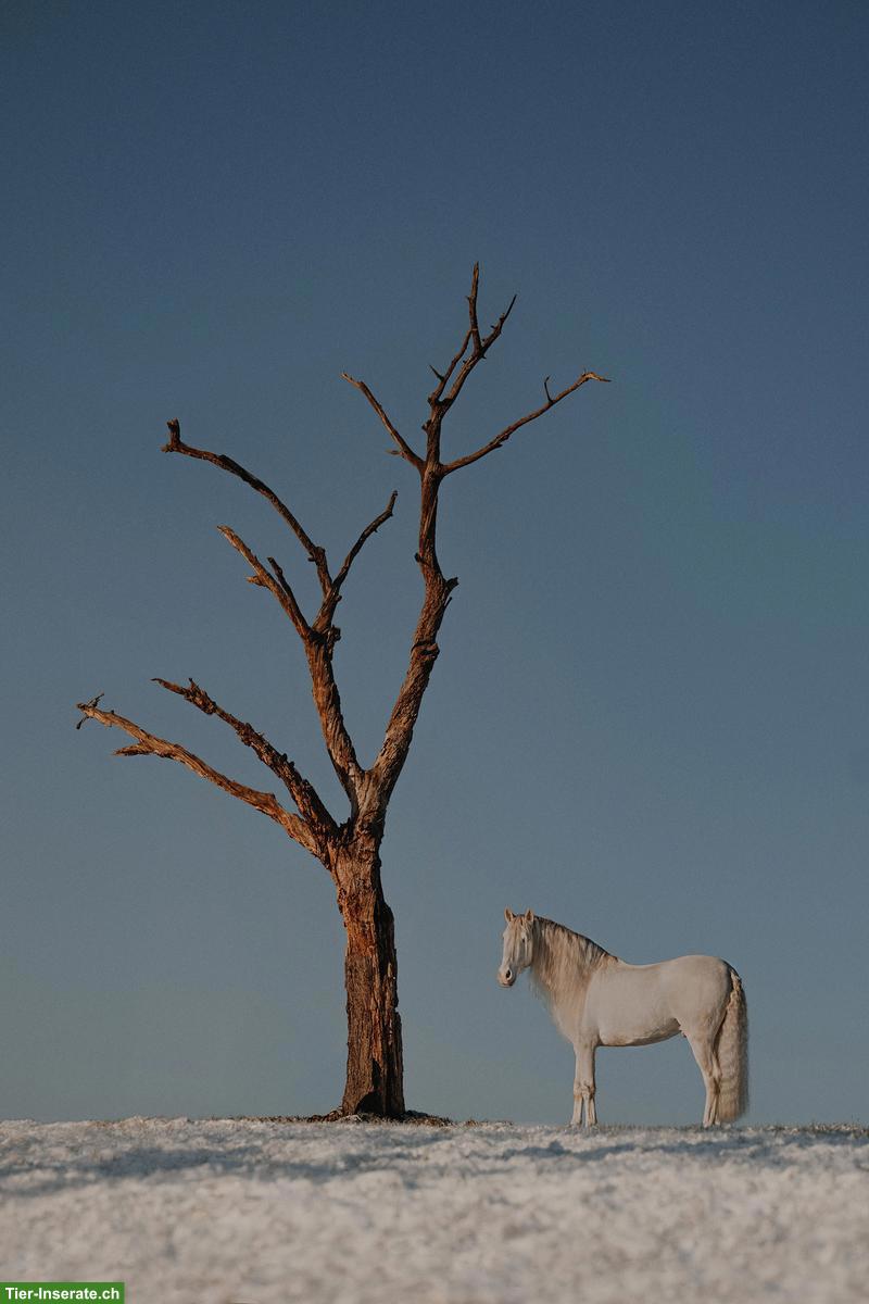 Bild 5: Pferdefotografie in der Schweiz - emotional & ausdrucksstark!