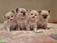 Junge Ragdoll Kitten, männlich / weiblich ab Mai