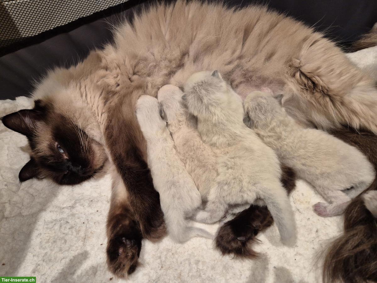 Bild 2: Junge Ragdoll Kitten, männlich / weiblich ab Mai