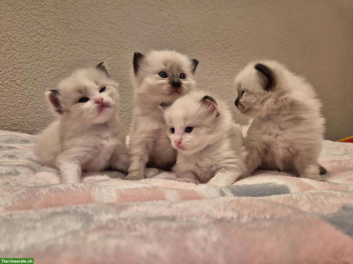 Bild 3: Junge Ragdoll Kitten, männlich / weiblich ab Mai
