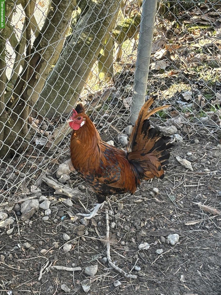 Appenzeller Spitzhaubenhahn, Gold-Schwarz getupft