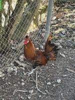 Appenzeller Spitzhaubenhahn, Gold-Schwarz getupft