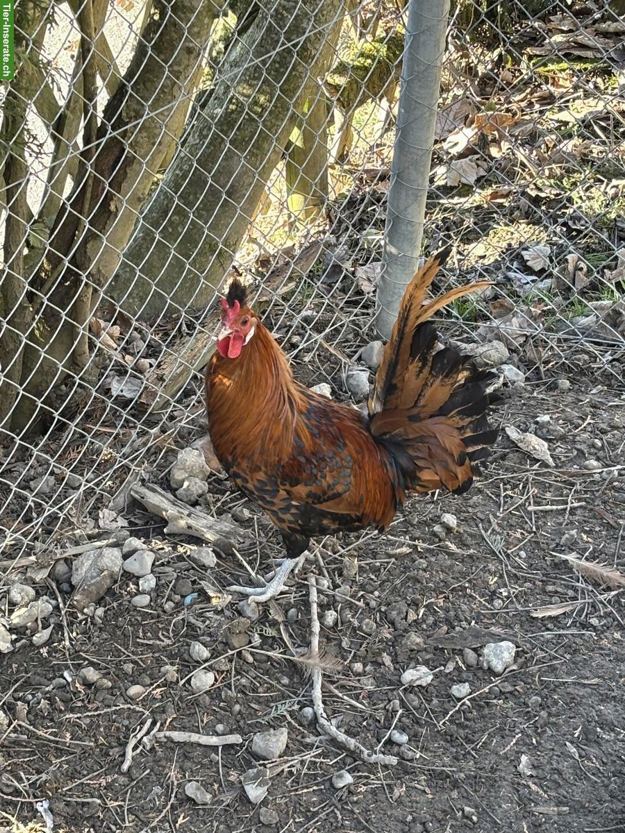 Bild 2: Appenzeller Spitzhaubenhahn, Gold-Schwarz getupft