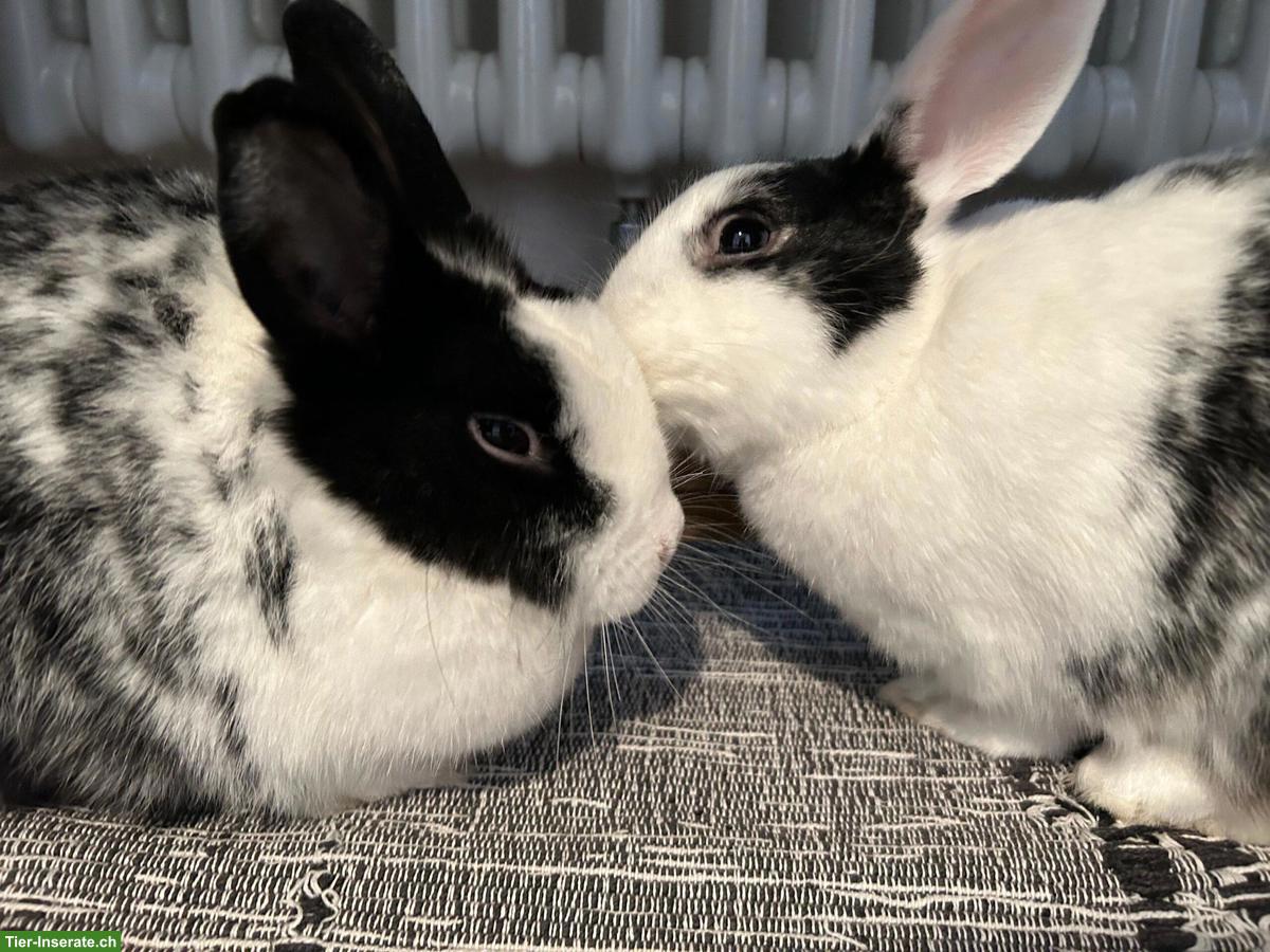 Zwergkaninchen Paar Oreo & Cookie