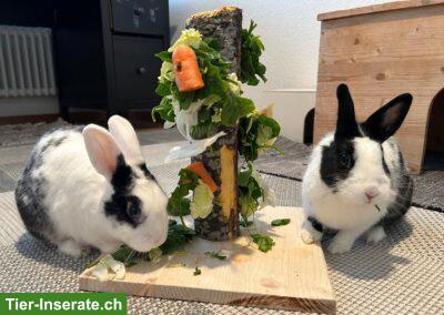 Bild 2: Zwergkaninchen Paar Oreo & Cookie