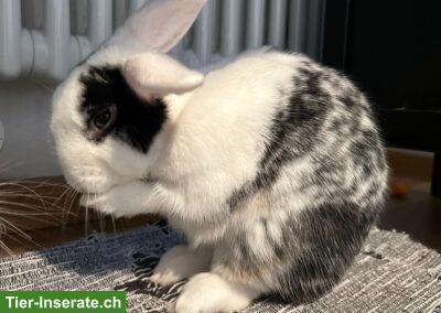 Bild 3: Zwergkaninchen Paar Oreo & Cookie