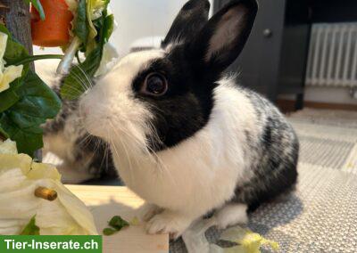 Bild 5: Zwergkaninchen Paar Oreo & Cookie