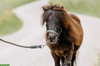 Lebensfroher Mini-Shetty-Wallach sucht neue Menschen