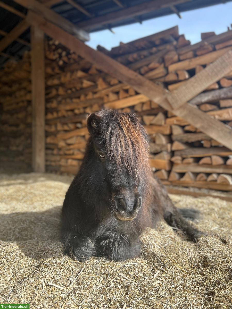 Bild 2: Lebensfroher Mini-Shetty-Wallach sucht neue Menschen