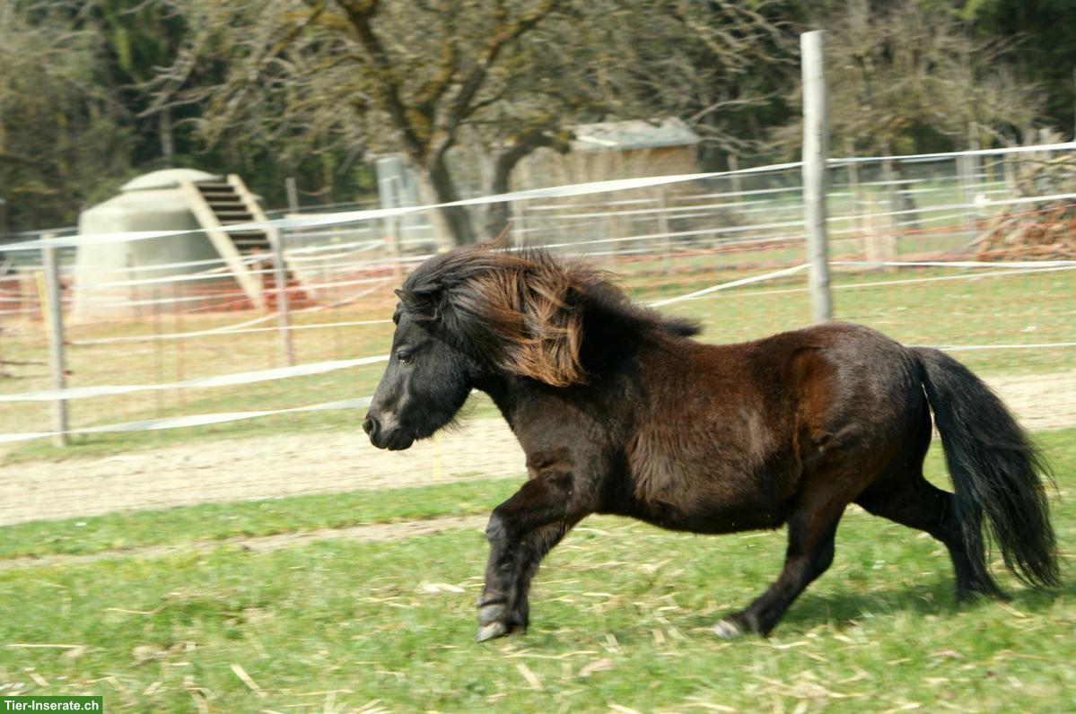 Bild 3: Lebensfroher Mini-Shetty-Wallach sucht neue Menschen