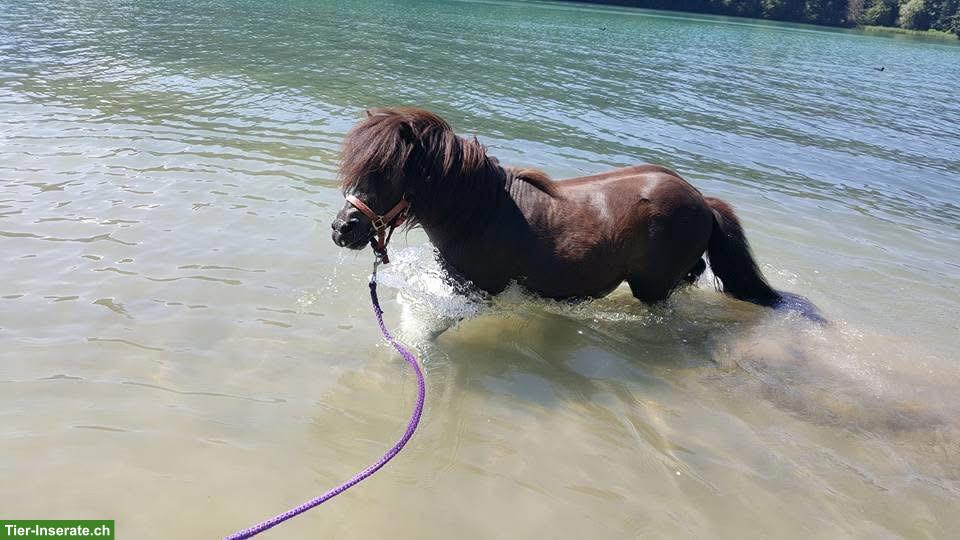 Bild 4: Lebensfroher Mini-Shetty-Wallach sucht neue Menschen