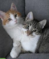 Katzenpaar, Renos & Belinos, ein Herz und eine Seele