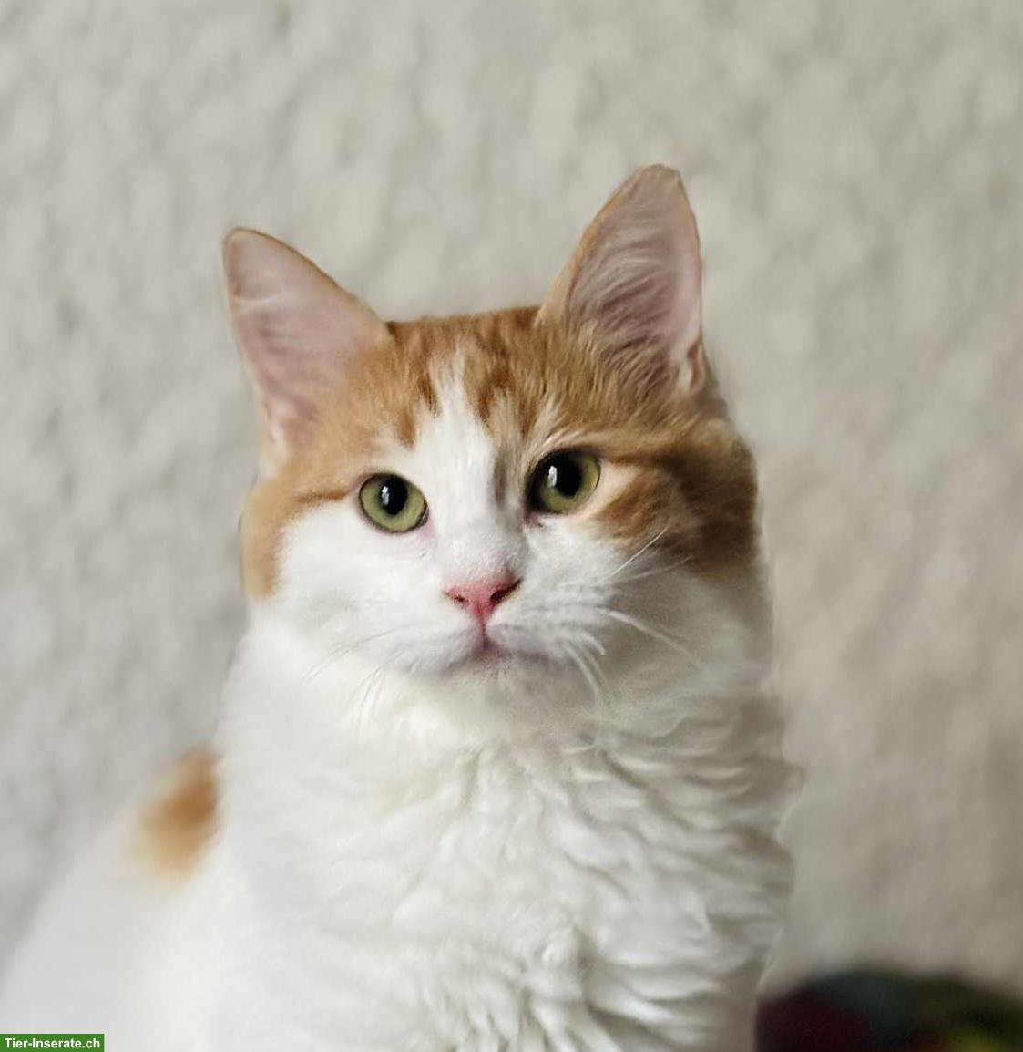 Bild 2: Katzenpaar, Renos & Belinos, ein Herz und eine Seele