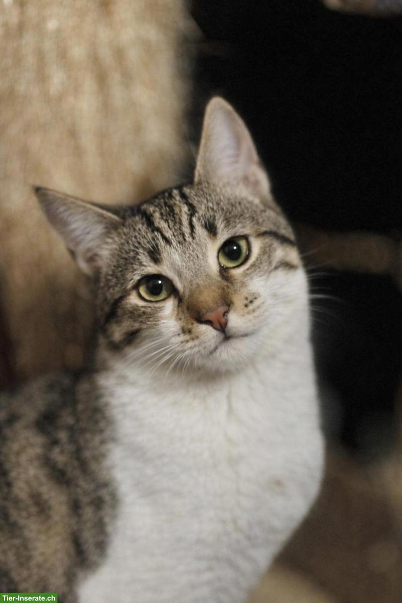 Bild 3: Katzenpaar, Renos & Belinos, ein Herz und eine Seele