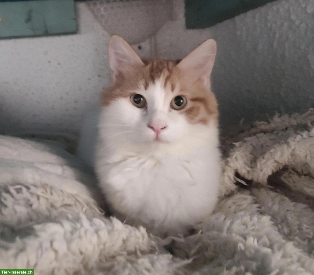 Bild 4: Katzenpaar, Renos & Belinos, ein Herz und eine Seele