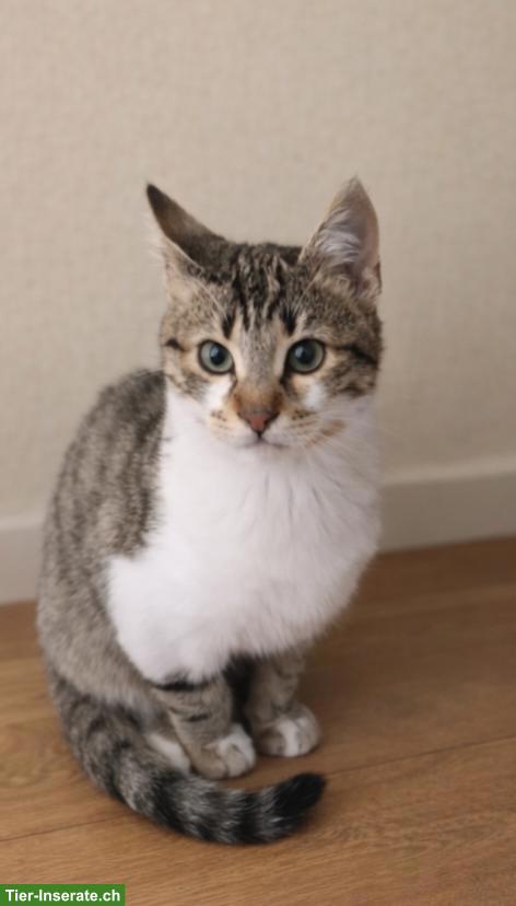 Bild 5: Katzenpaar, Renos & Belinos, ein Herz und eine Seele