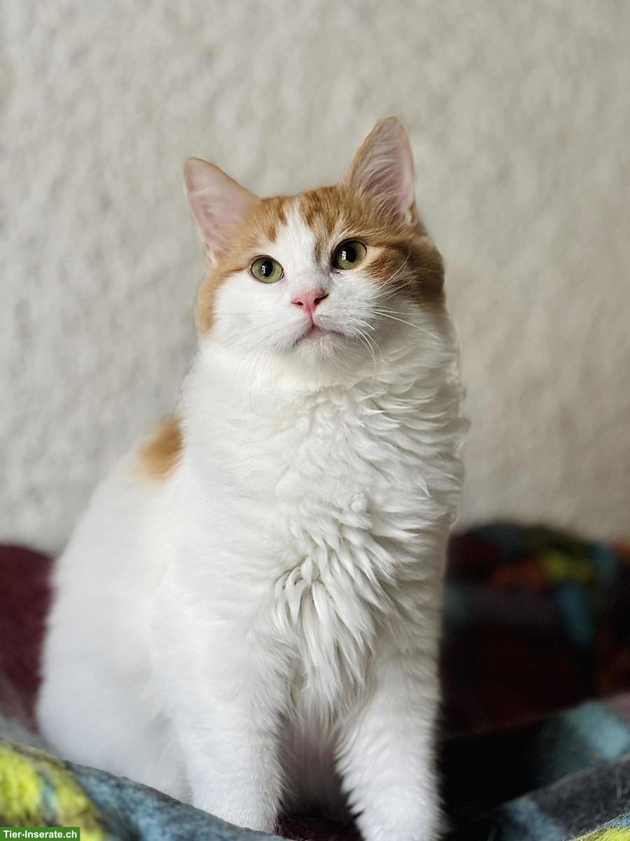 Bild 6: Katzenpaar, Renos & Belinos, ein Herz und eine Seele