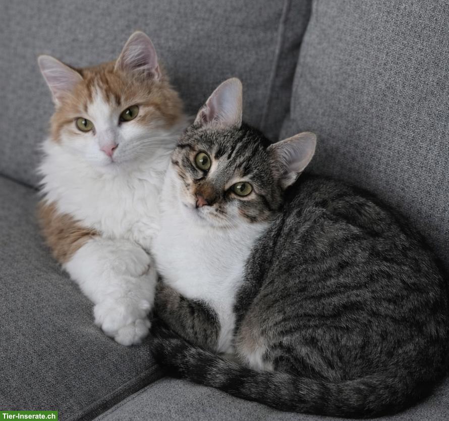 Bild 7: Katzenpaar, Renos & Belinos, ein Herz und eine Seele