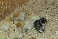 Seidenhühner Küken suchen Lebensplatz