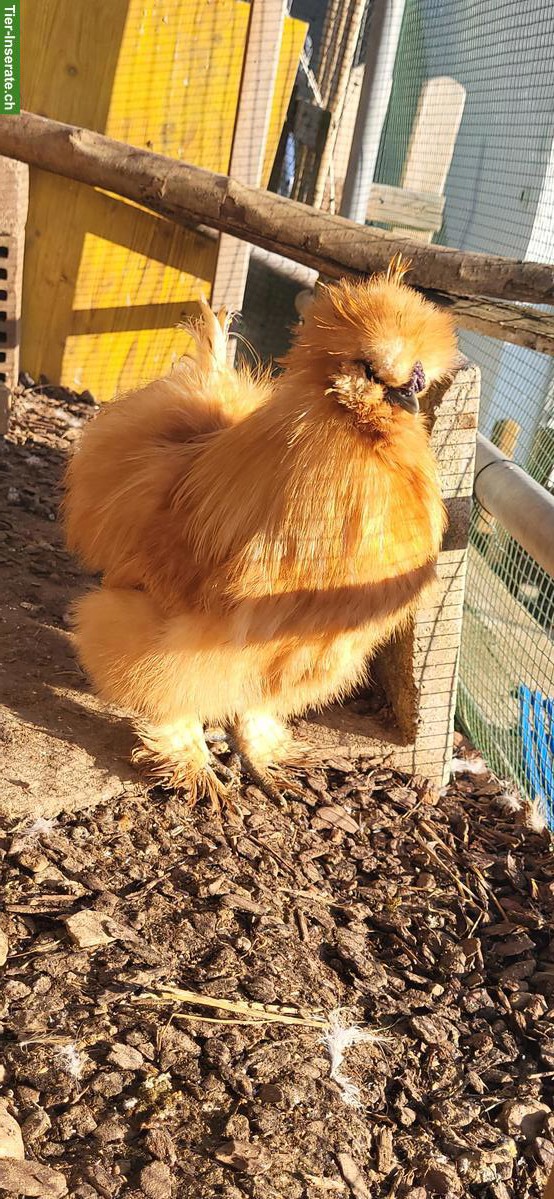 Bild 2: Seidenhühner Küken suchen Lebensplatz