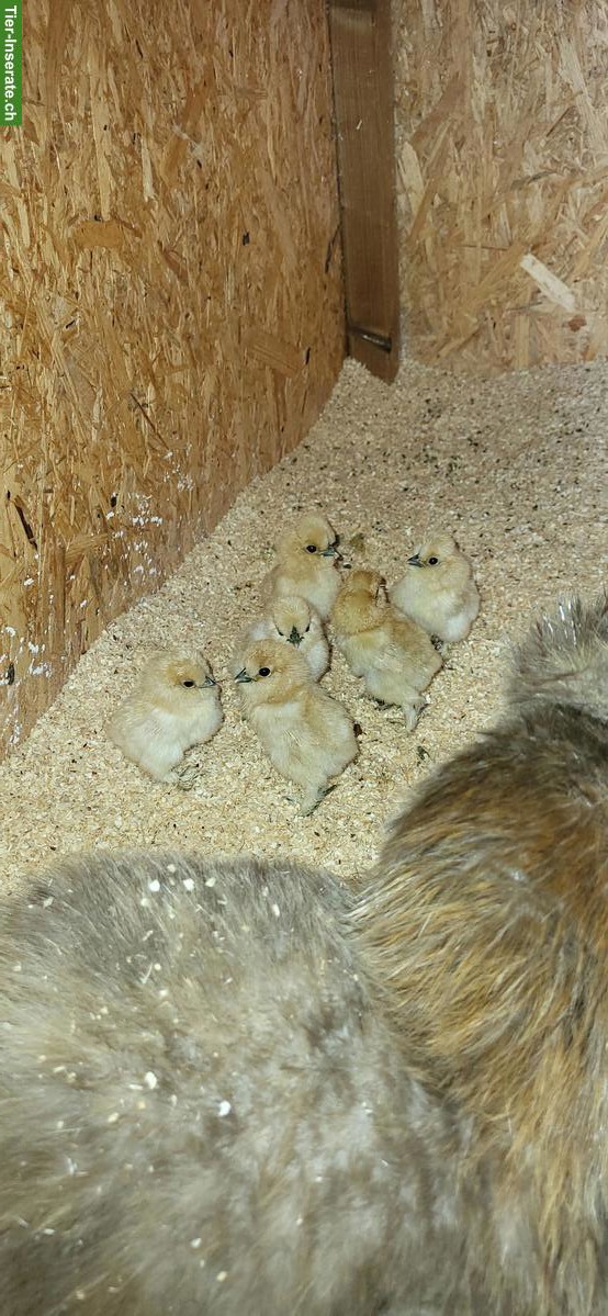 Bild 3: Seidenhühner Küken suchen Lebensplatz
