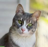 Katze Misty wünscht Einzelplatz bei lieben Menschen