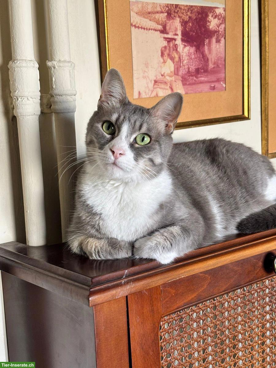 Bild 2: Katze Misty wünscht Einzelplatz bei lieben Menschen