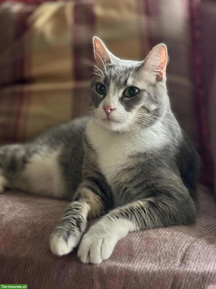 Bild 3: Katze Misty wünscht Einzelplatz bei lieben Menschen