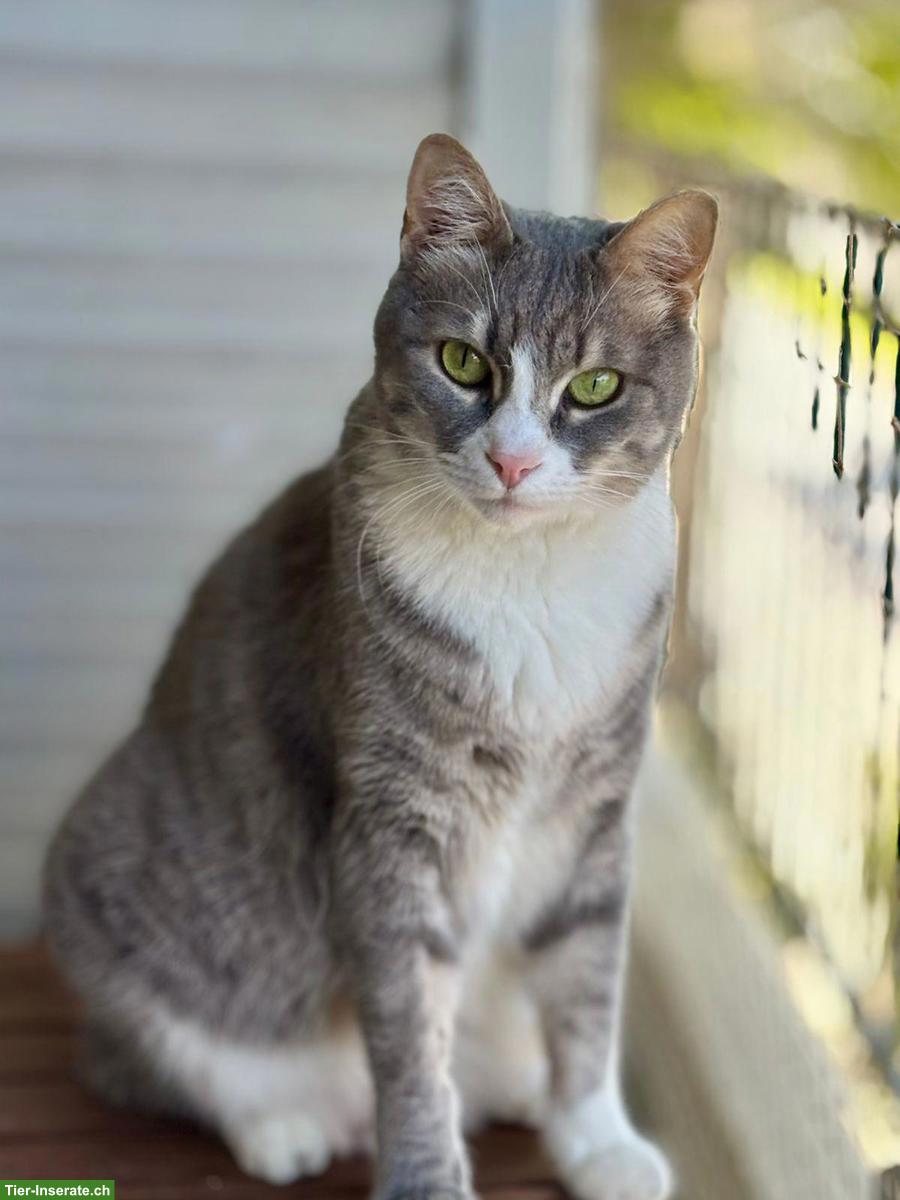 Bild 4: Katze Misty wünscht Einzelplatz bei lieben Menschen