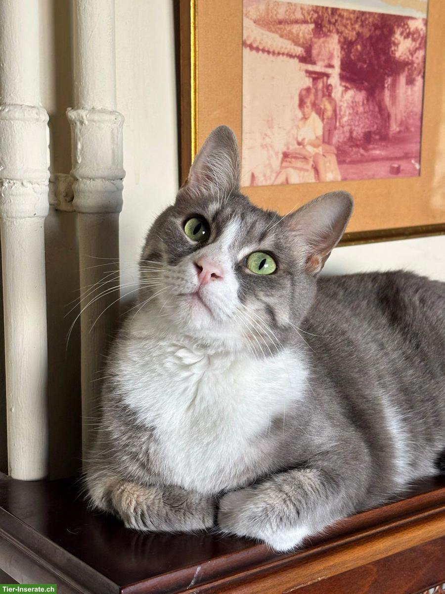 Bild 5: Katze Misty wünscht Einzelplatz bei lieben Menschen