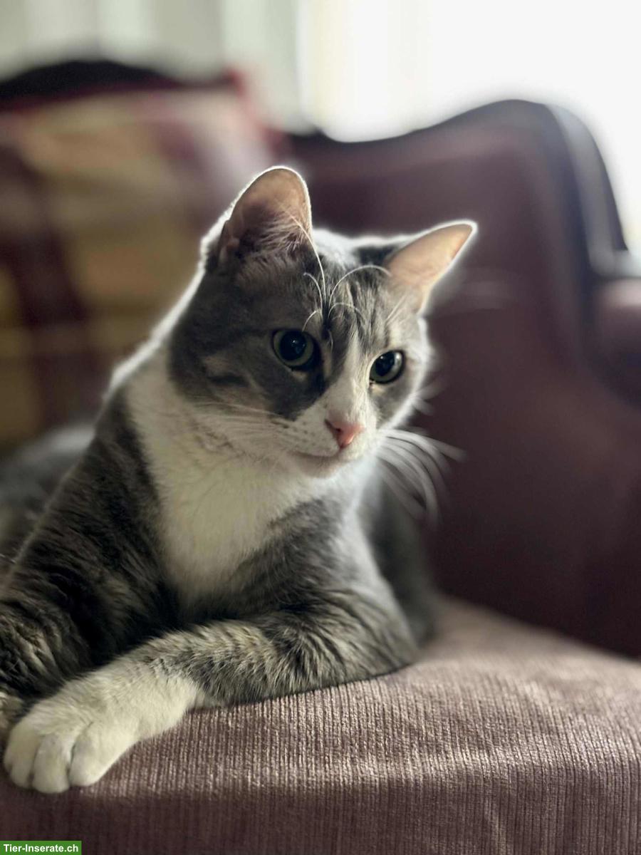 Bild 6: Katze Misty wünscht Einzelplatz bei lieben Menschen