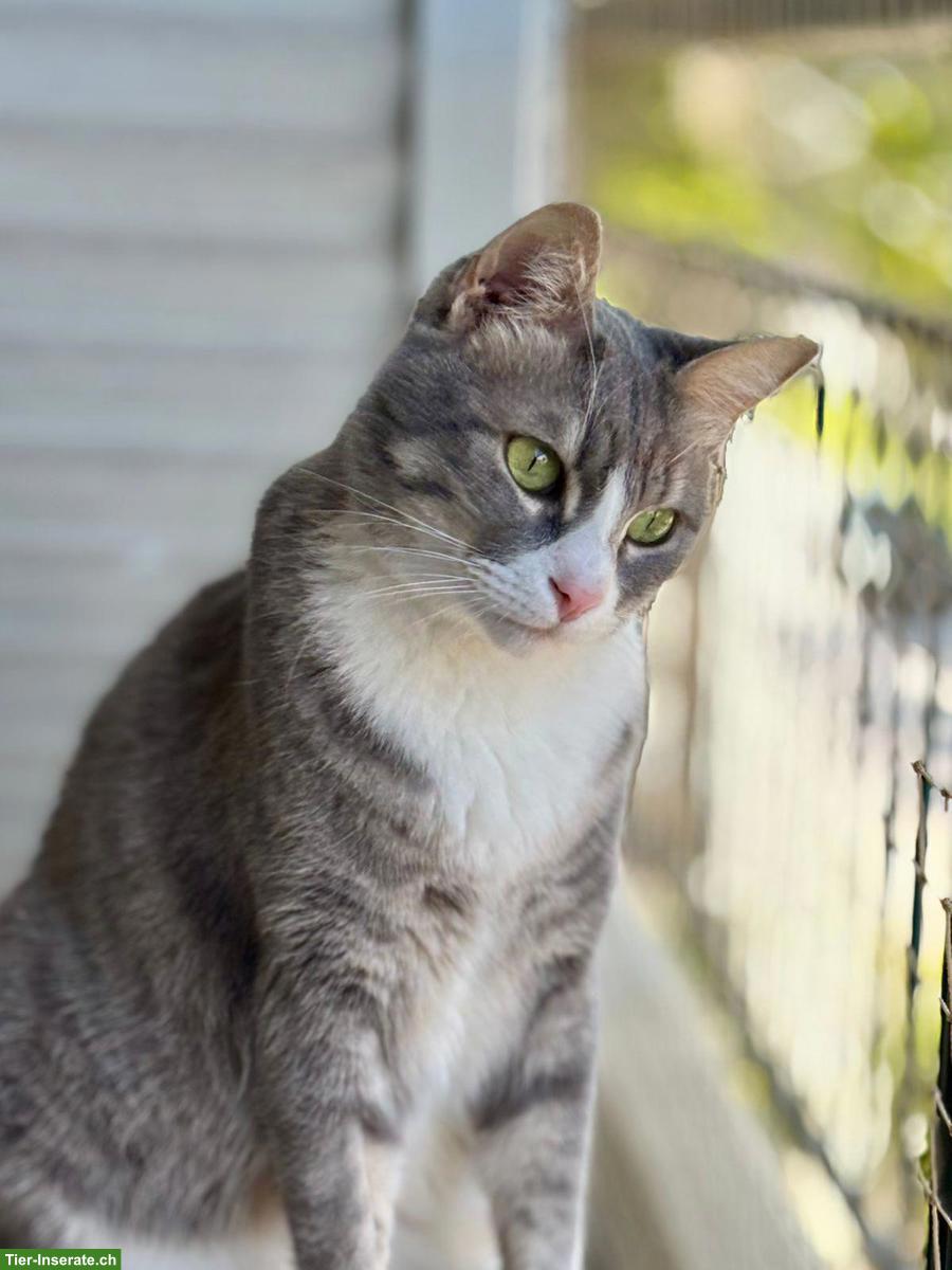 Bild 7: Katze Misty wünscht Einzelplatz bei lieben Menschen