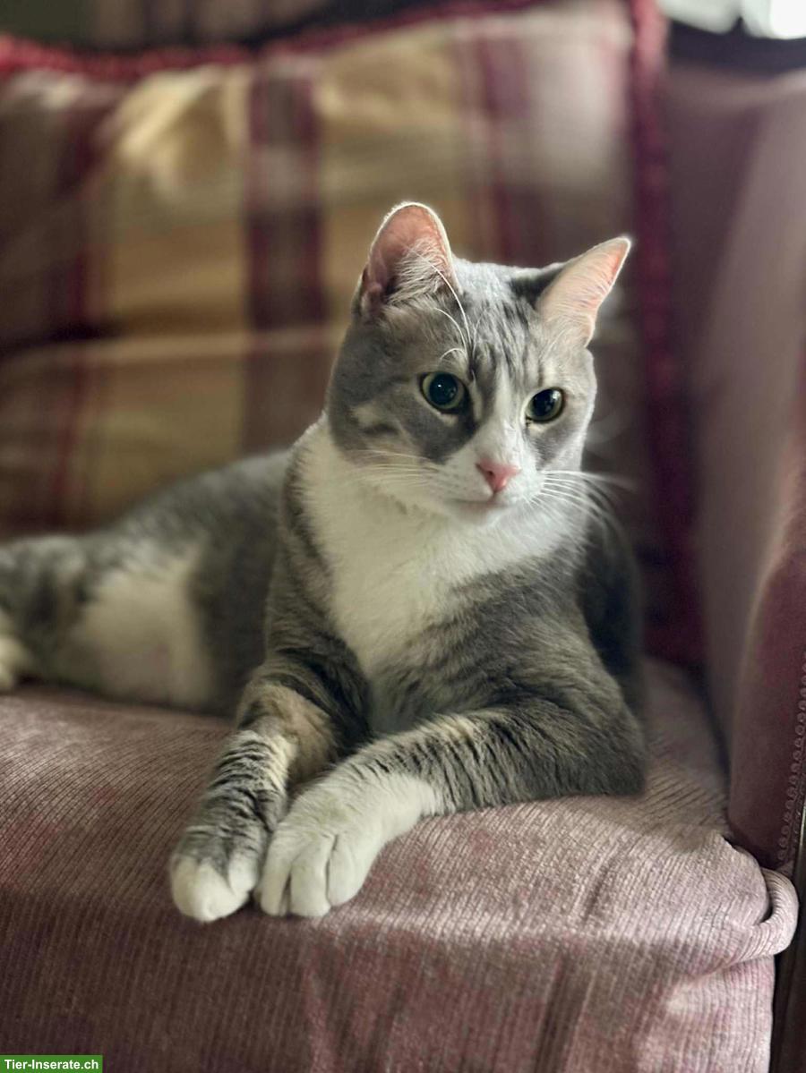 Bild 8: Katze Misty wünscht Einzelplatz bei lieben Menschen