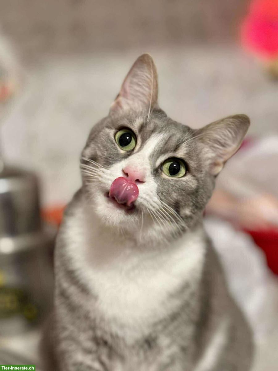 Bild 9: Katze Misty wünscht Einzelplatz bei lieben Menschen