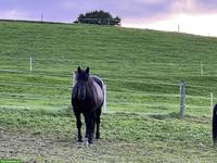 Erwachsene Reitbeteiligung für charakterstarken Noriker (2x pro Woche)