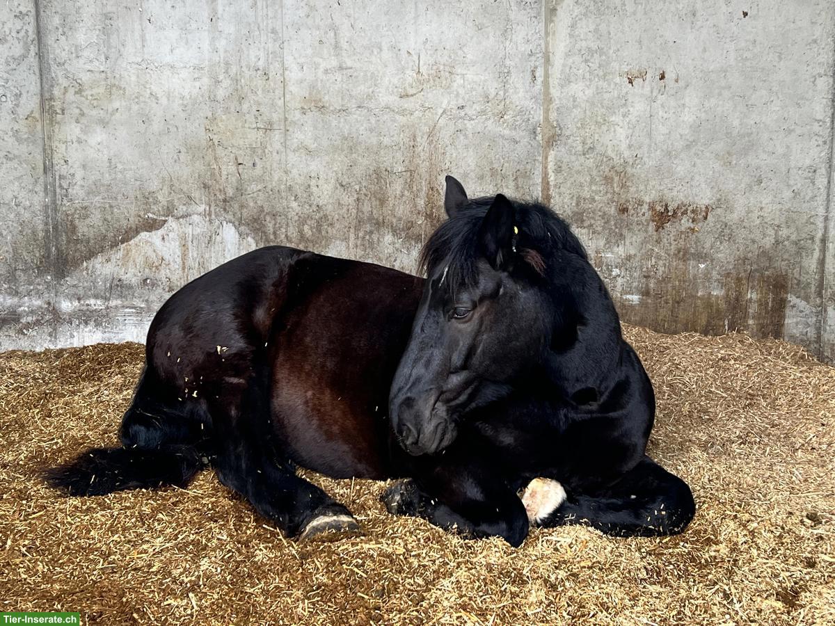 Bild 2: Erwachsene Reitbeteiligung für charakterstarken Noriker (2x pro Woche)
