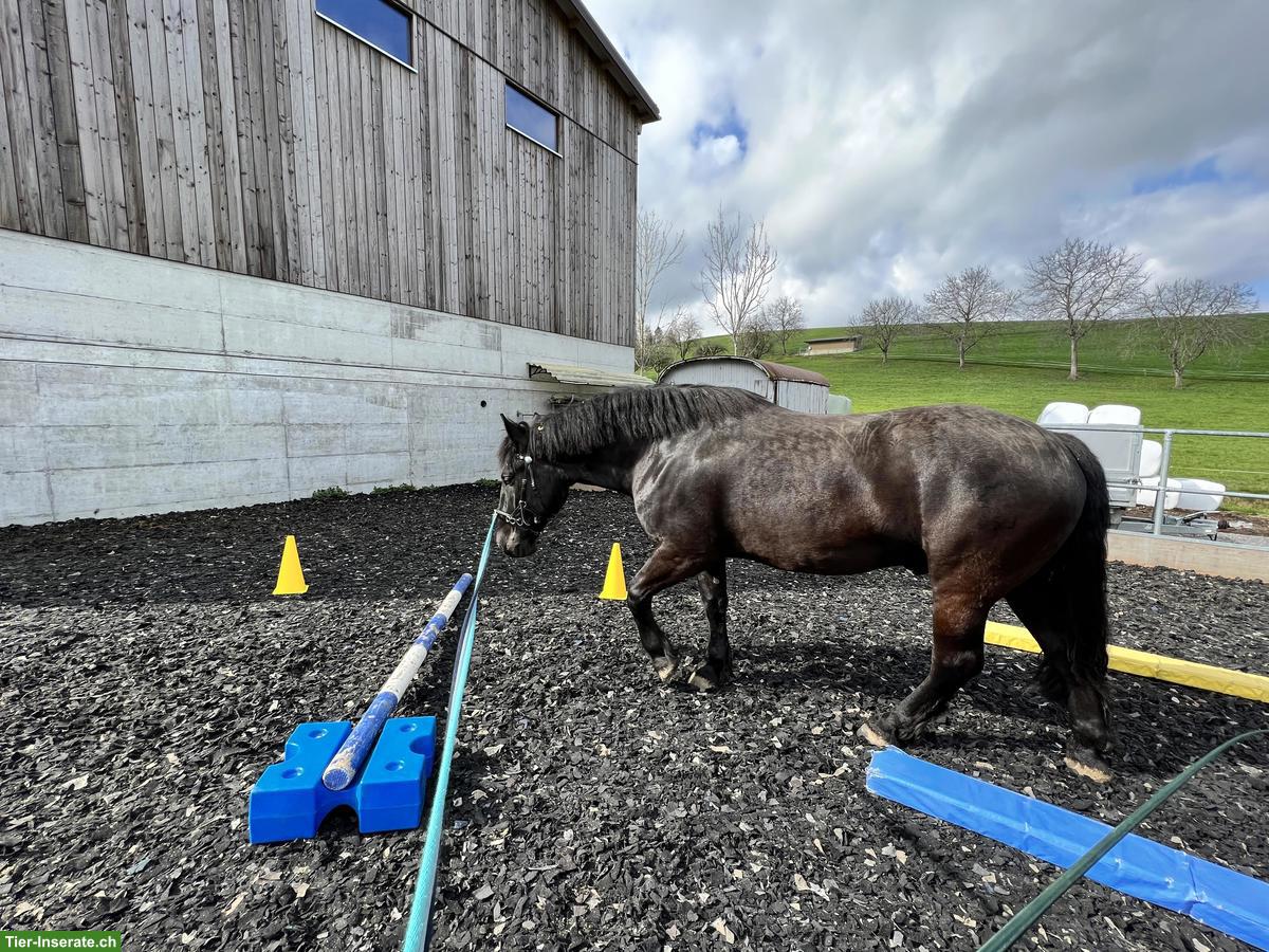 Bild 3: Erwachsene Reitbeteiligung für charakterstarken Noriker (2x pro Woche)