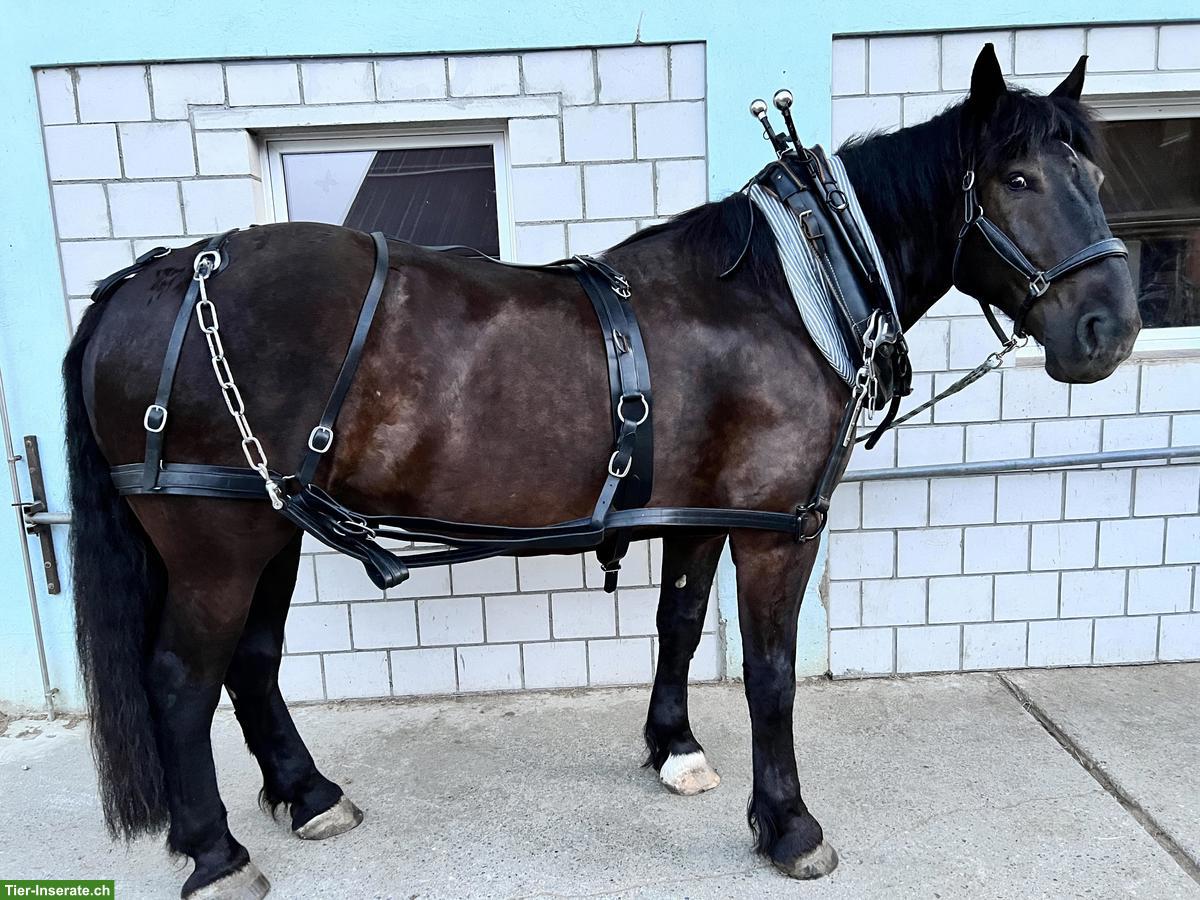 Bild 4: Erwachsene Reitbeteiligung für charakterstarken Noriker (2x pro Woche)