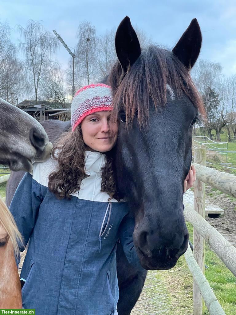 Bild 5: Erwachsene Reitbeteiligung für charakterstarken Noriker (2x pro Woche)