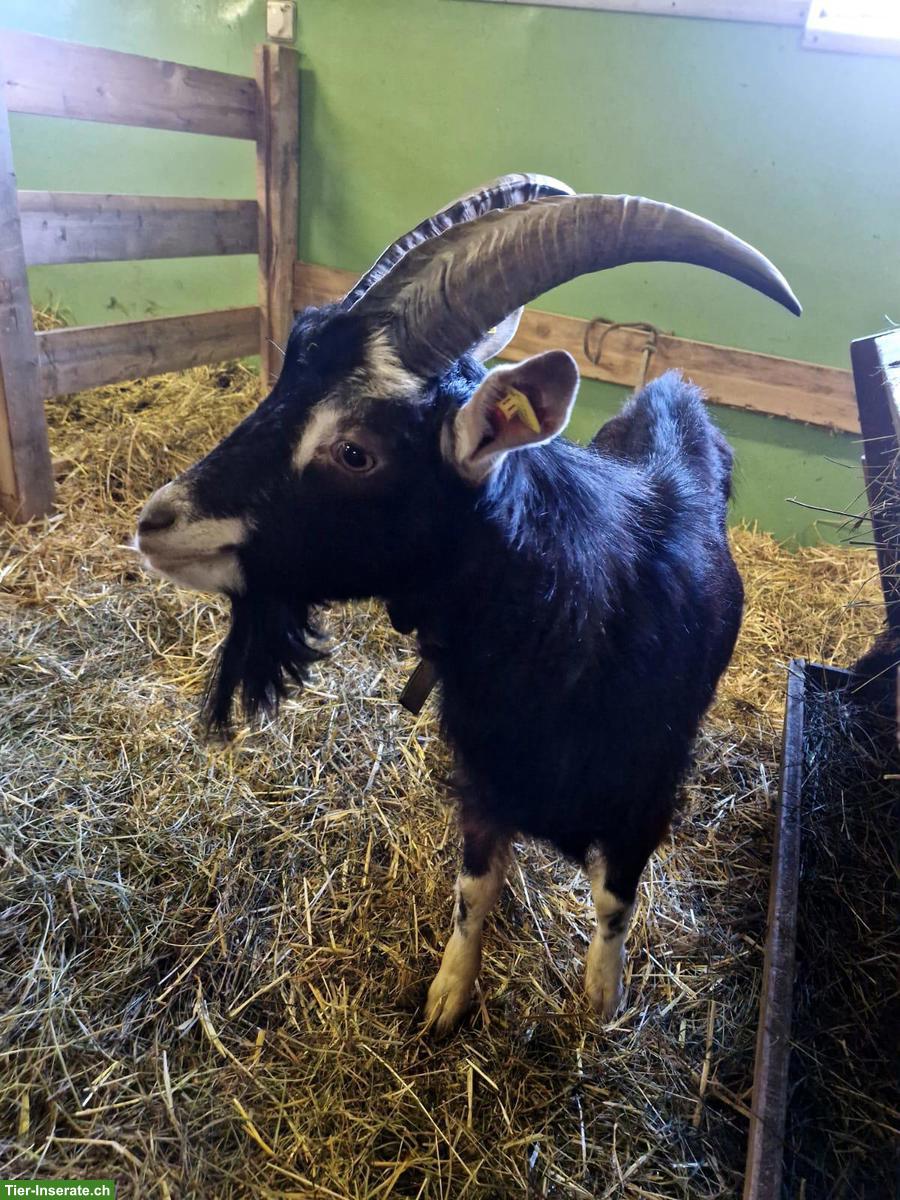 Bündner Strahlenziegen Bock