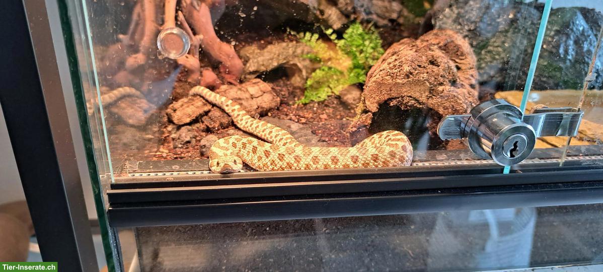 Westliche Hakennasennatter (Heterodon nasicus), männlich