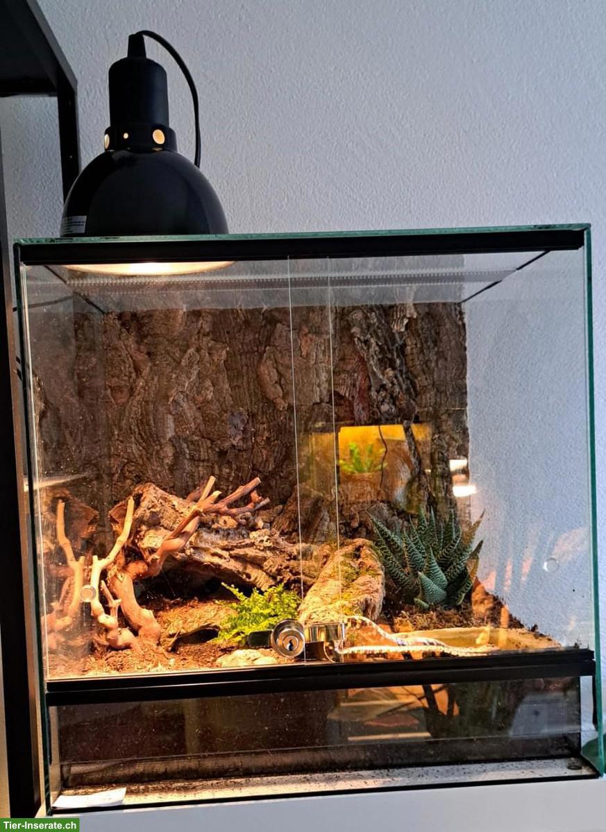 Bild 2: Westliche Hakennasennatter (Heterodon nasicus), männlich