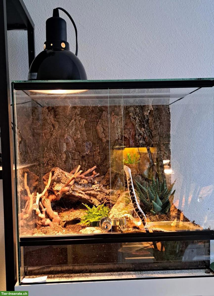 Bild 3: Westliche Hakennasennatter (Heterodon nasicus), männlich